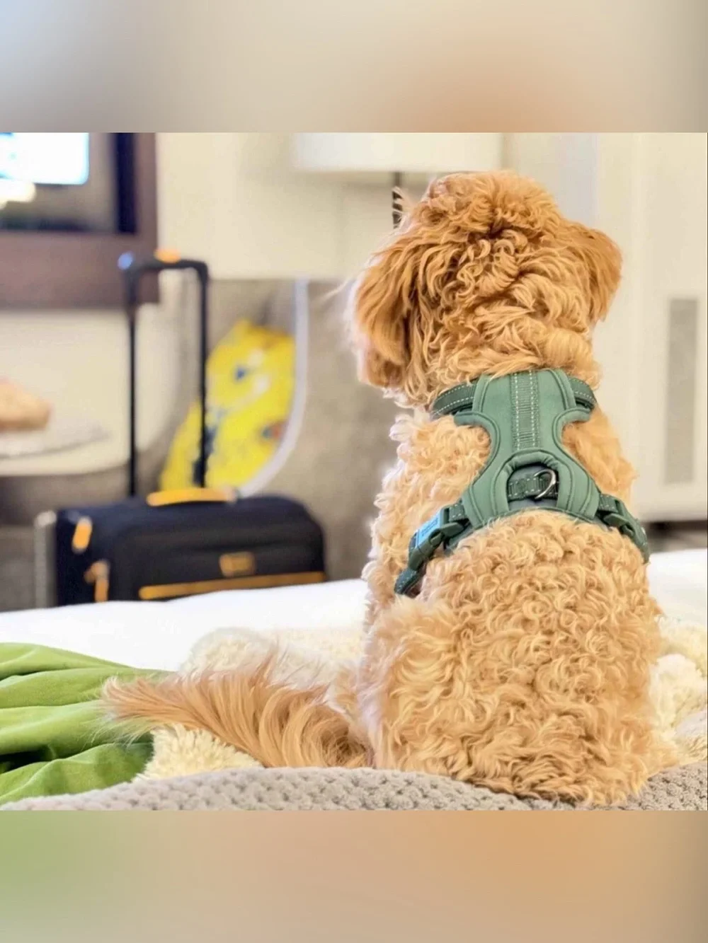 Boots & Barkley Dog Harness L
